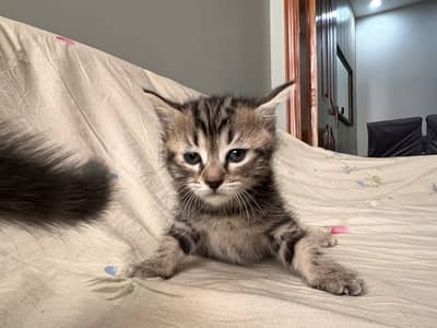Kittens for sale