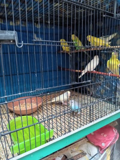 Budgie Parrots