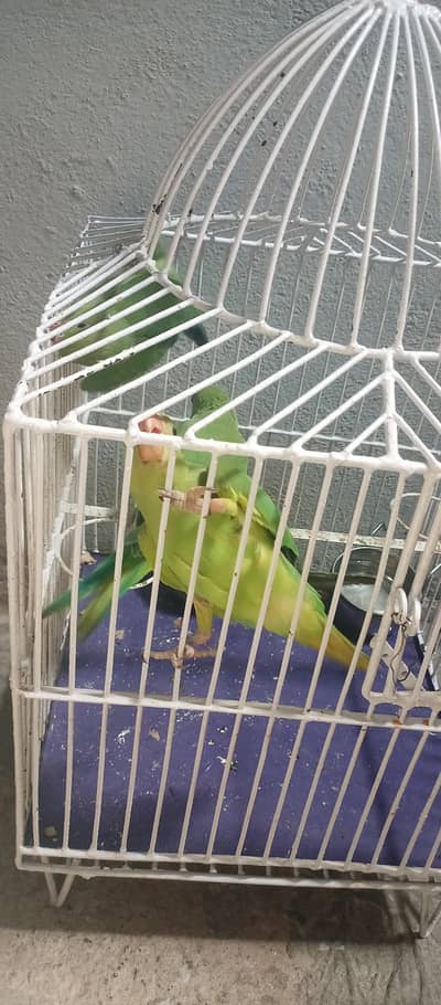 parrots. Aseel murge