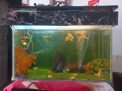 Goldfish  For sale    Glass Aquarium Tank 9 Gold Fish +  Full Setup