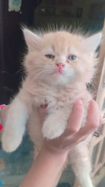 parshion cats