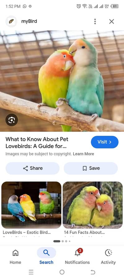 love birds pairs