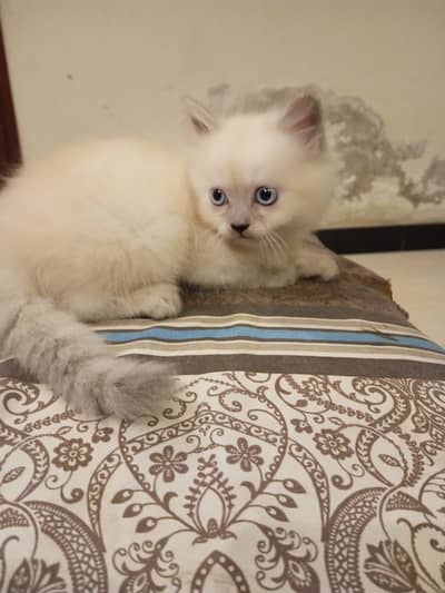 Triple coated Persian kitten blue eyes