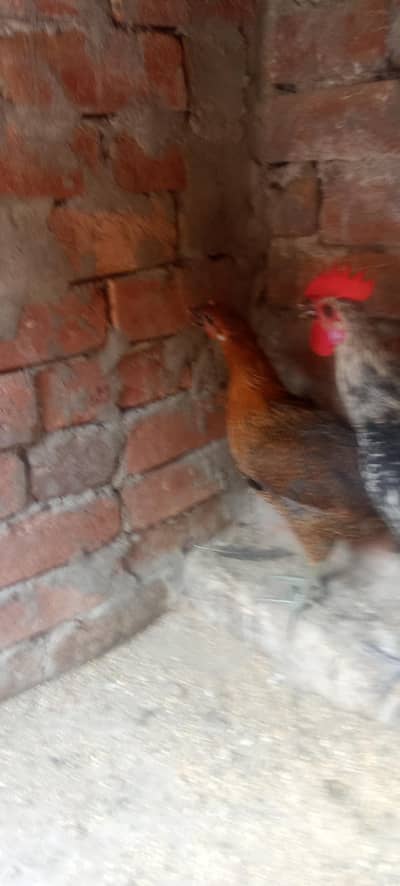 hen cock in daisi