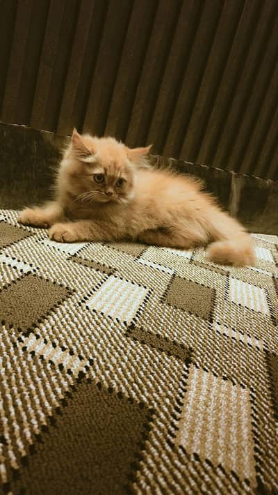 very active very playful