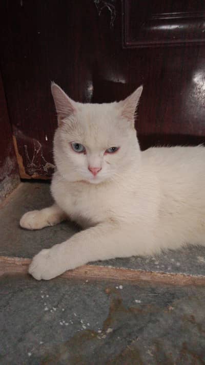 Cat For sale (Male)