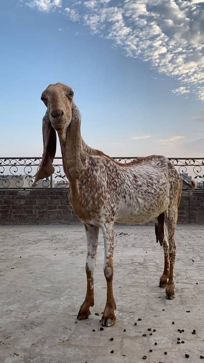 Big Size Makhi Cheeni Female / Bakri