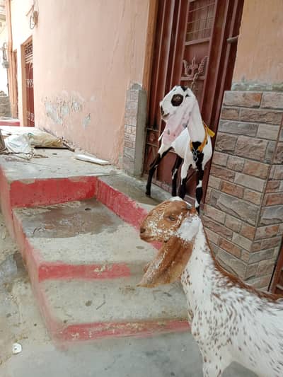 beetal and makka chini