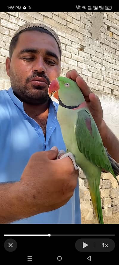 Kashmiri