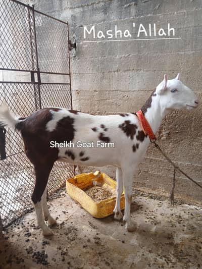 Gulabi Abluck Bakri