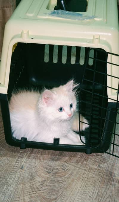 Persian cat with table coated