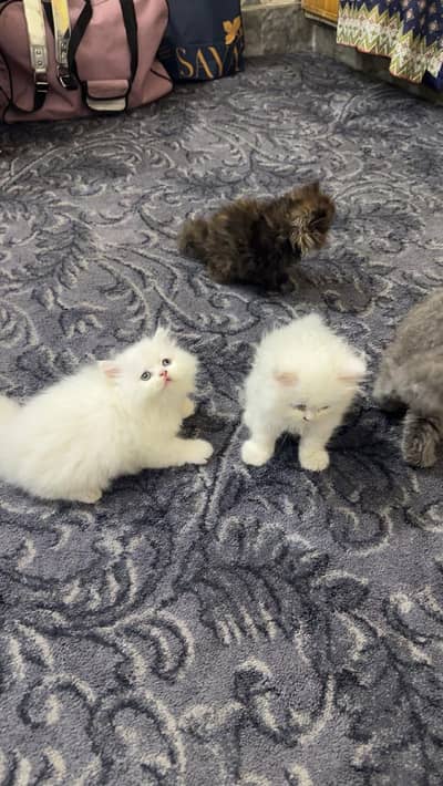 Persian kittens