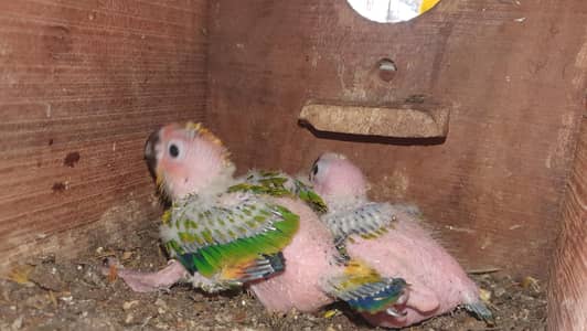 sun counre  chicks baby