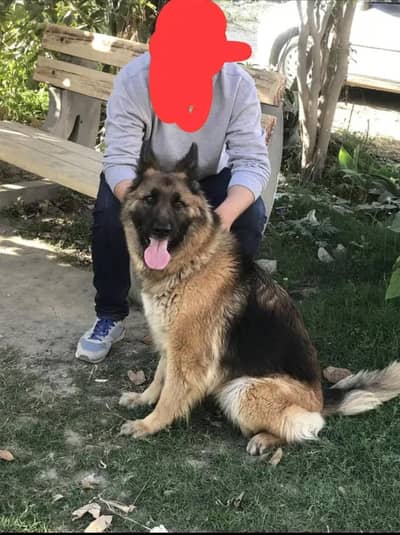 German shepherd Female for sale