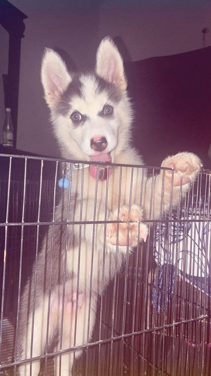 Husky 0