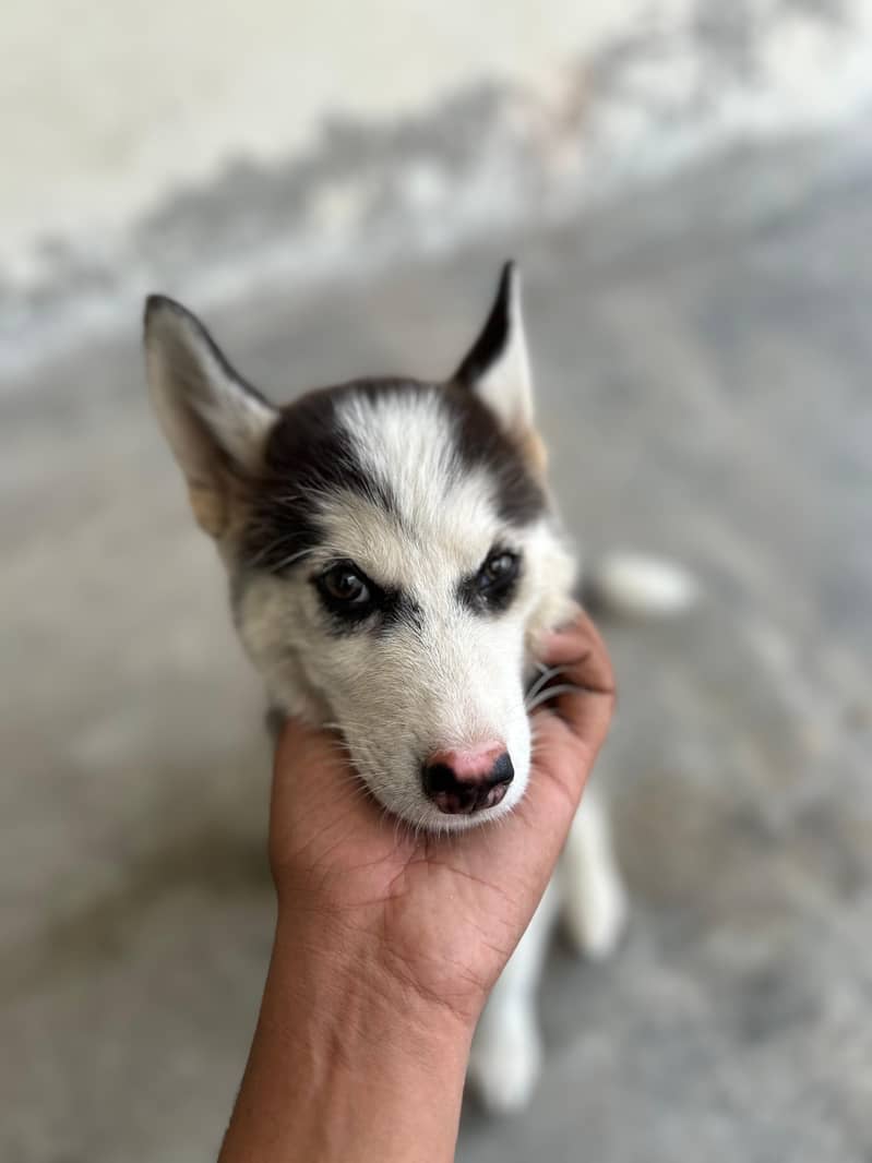 Husky 1