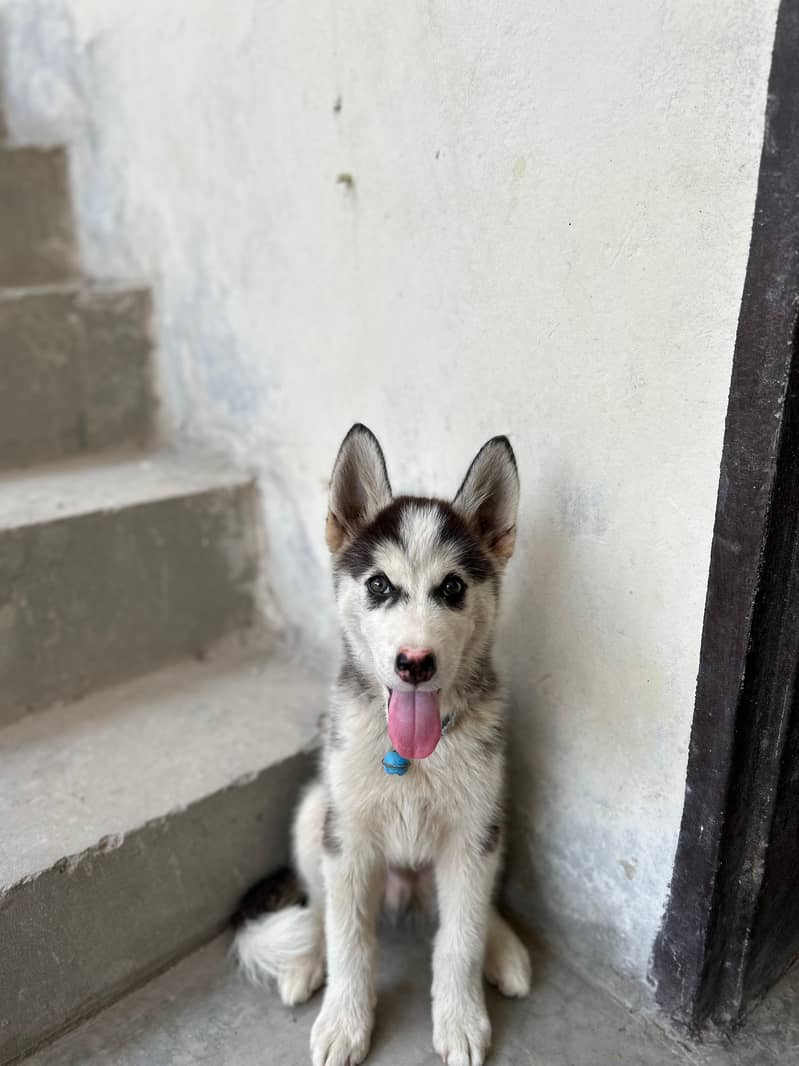 Husky 2