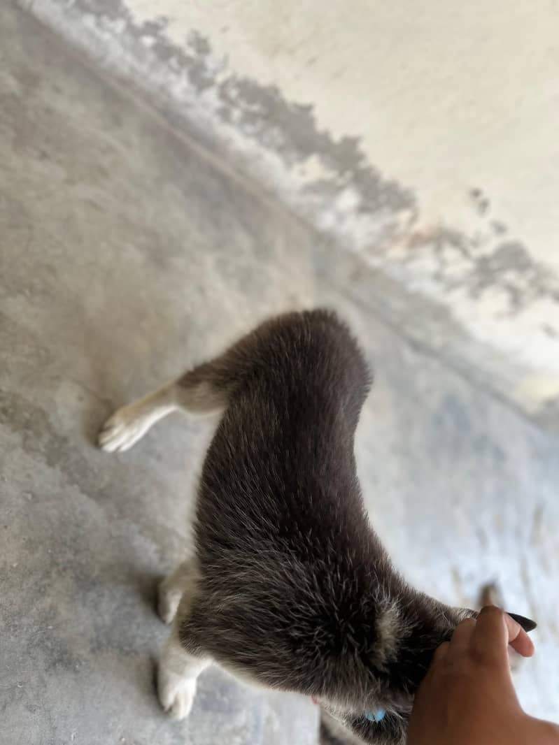 Husky 3