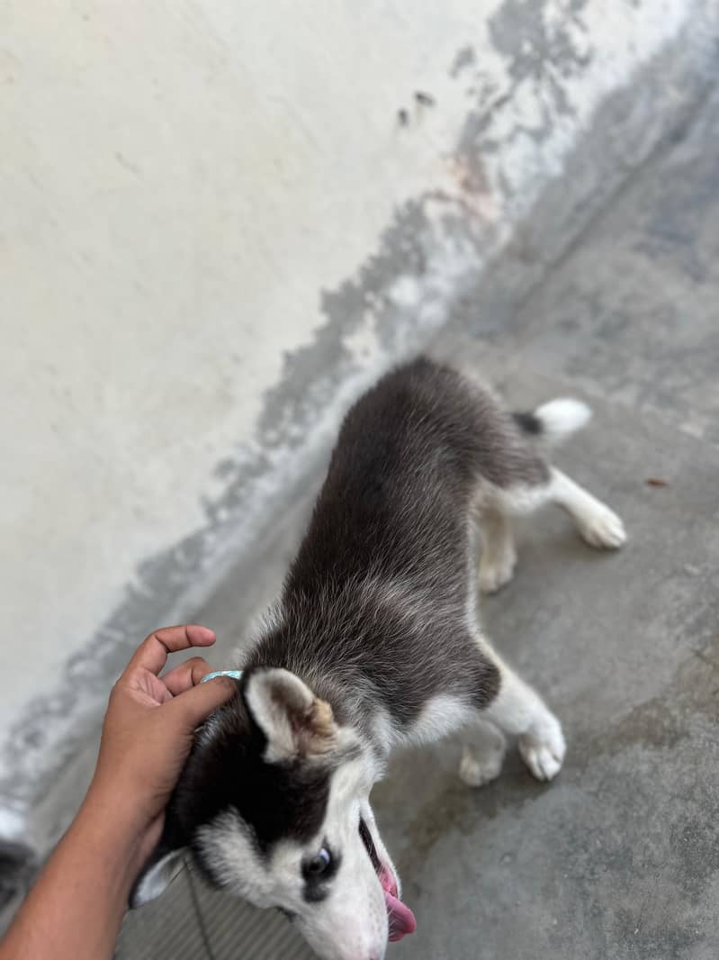 Husky 4