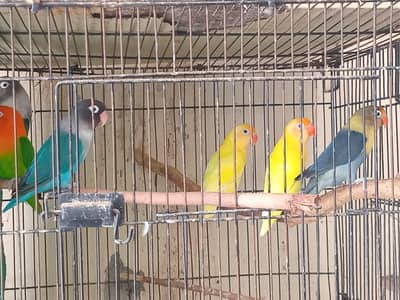 love birds pairs