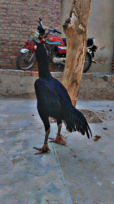 Aseel mushka patha