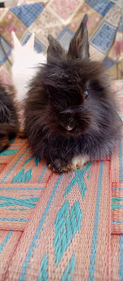 teddy bear bunny for sale
