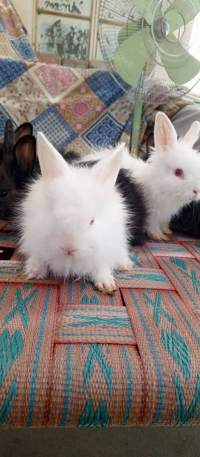 teddy bear bunny for sale