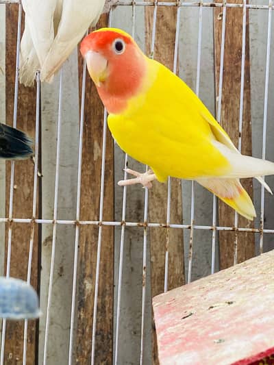 Love birds urgent sale with cage