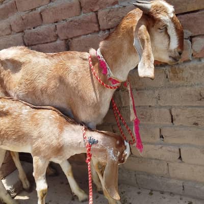 desi bakri or rajan pori path03006020223