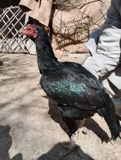 Aseel eggs and chicks