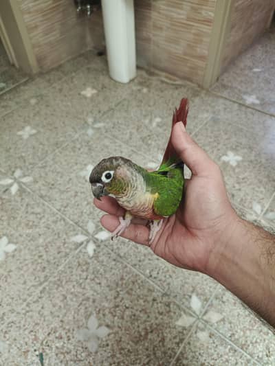 Hand Tame Conure