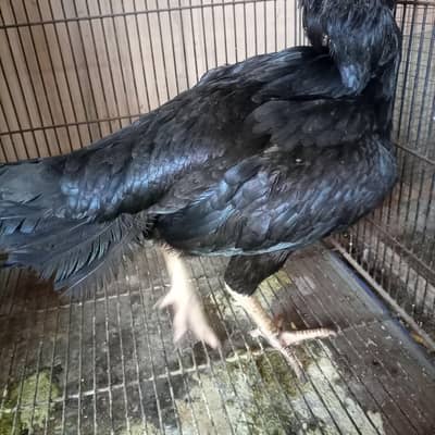 mianwali aseel murghi for sale