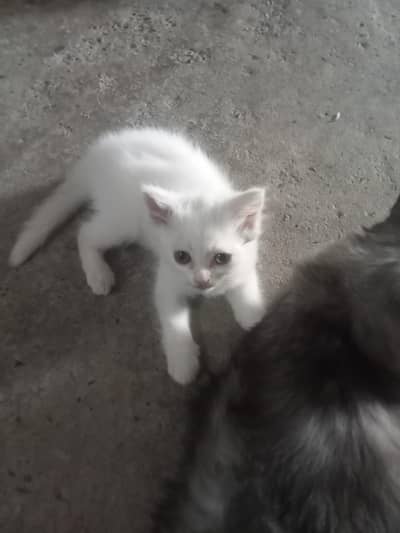 home cats