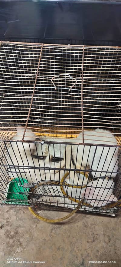 persion female cat and 1 baby