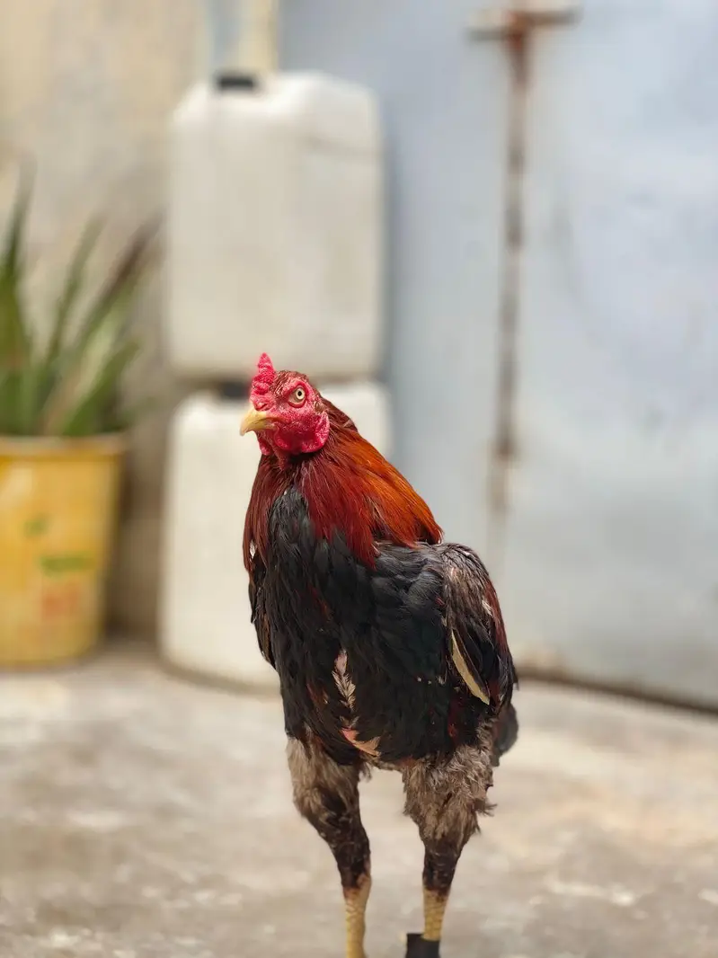 lakha mianwali pure aseel male — photo 4