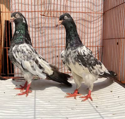 royal  tedy bredr pair