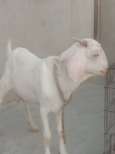 for sale gulabi bacha