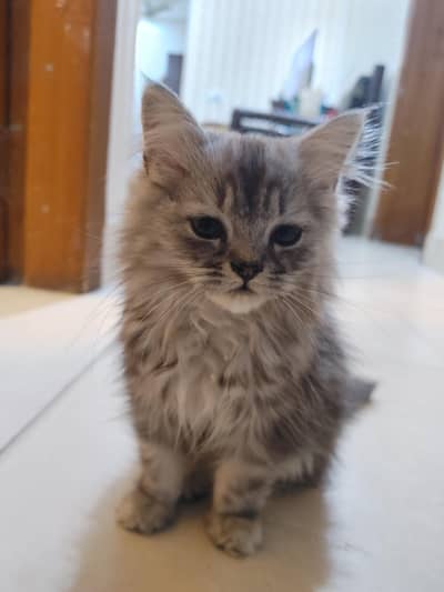 persian triple coat cat for sale