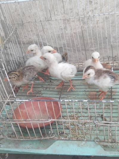 chakor birds chakor chicks for sale