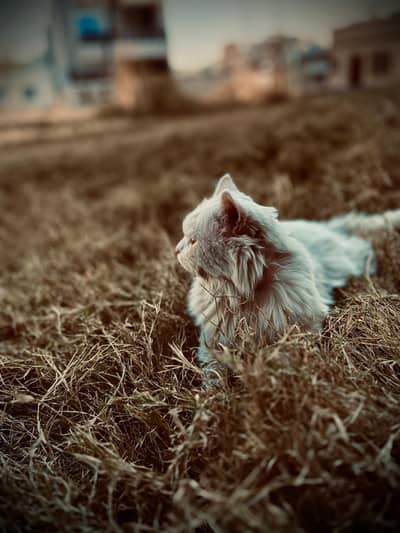 triple coat persion cat