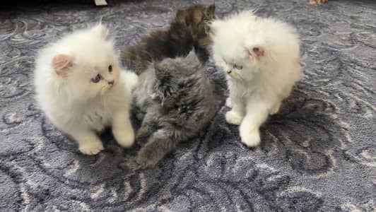 Persian kittens