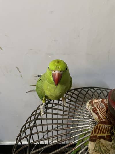 Green Rinkneck Parrot