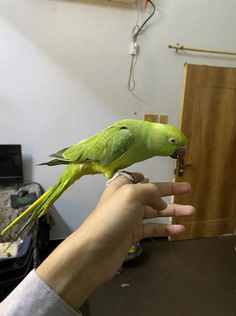 Green Rinkneck Parrot — photo 2