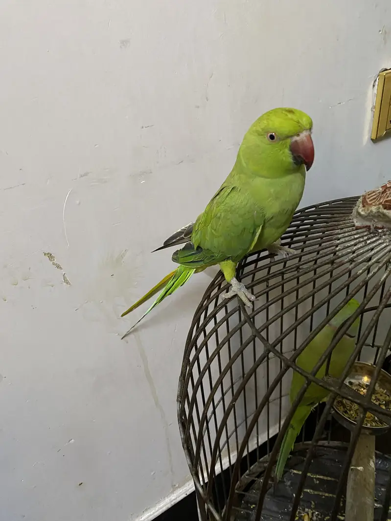 Green Rinkneck Parrot — photo 3