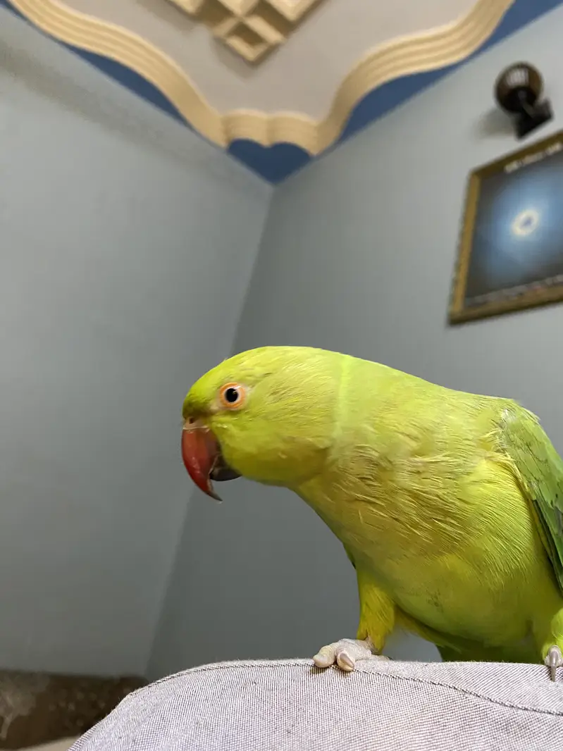 Green Rinkneck Parrot — photo 4