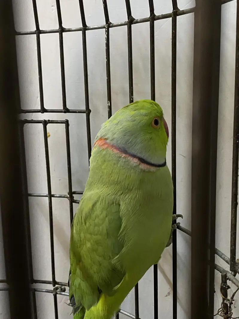 Green Rinkneck Parrot — photo 5