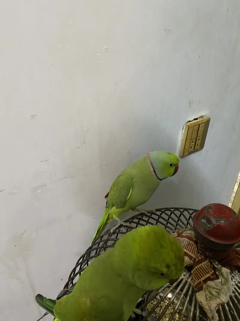 Green Rinkneck Parrot — photo 6