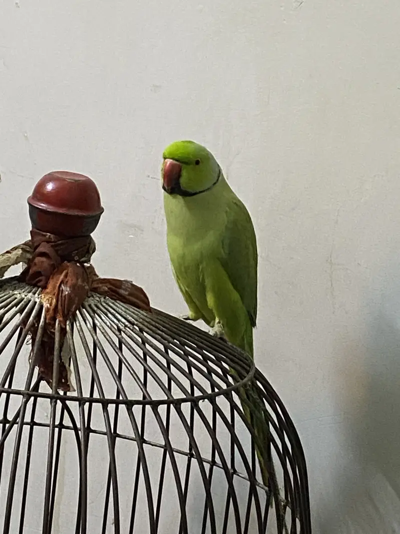 Green Rinkneck Parrot — photo 7