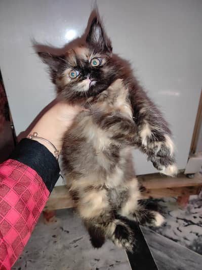 For Sale