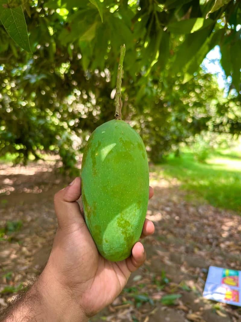 multani mango 1